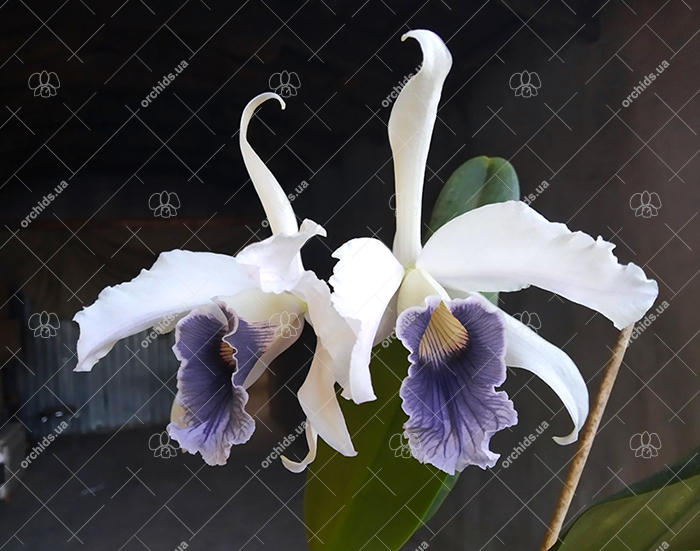 Laelia purpurata werkhauseri x sib.jpg