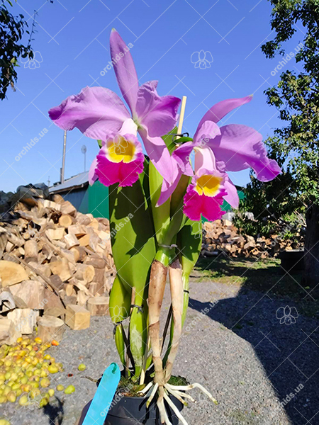 Cattleya eldorado 'M Ito'.jpg