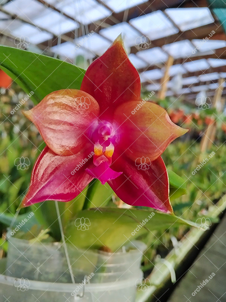 Phalaenopsis LD Emerald Bear x LD Double Dragon.jpg