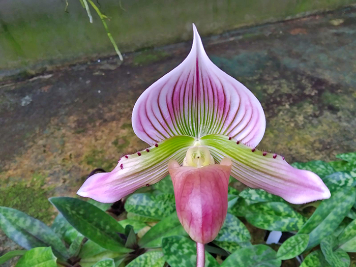 Paphiopedilum Maudiae vinicolor 'In-Charm' x self.jpg