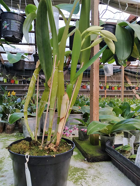 Laelia purpurata werkhauseri x sib.jpg