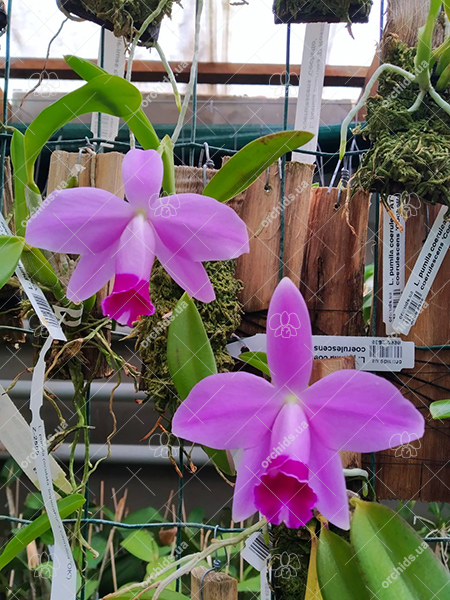 Laelia pumila coerulea 'AT' x coerulescens 'Cochetto'.jpg