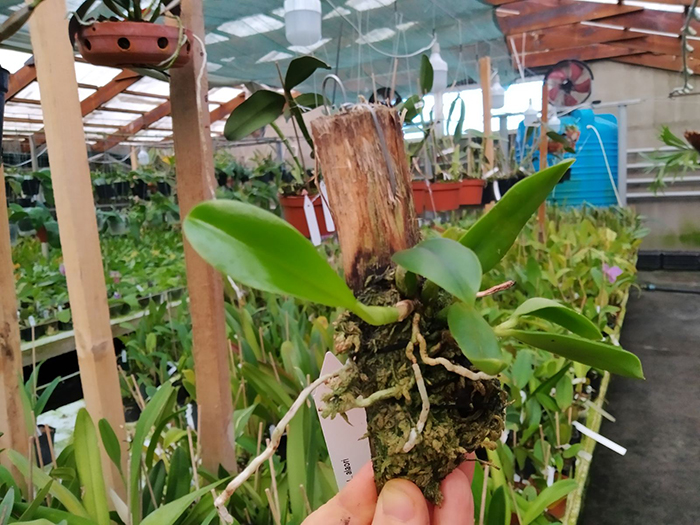 Laelia alaori.jpg