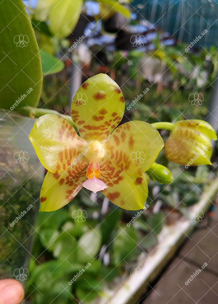 Phalaenopsis Lyndon Waltz x gigantea alba 'Tai Wei'.jpg