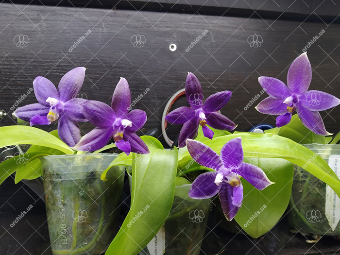 Phalaenopsis SWR GV X lueddemanniana blue.jpg