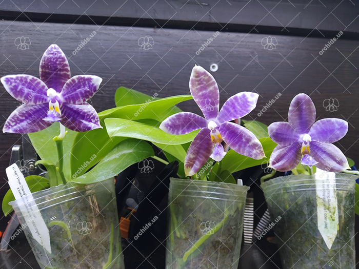 Phalaenopsis (YangYang Blue Liuli x lueddemanniana coerulea).jpg