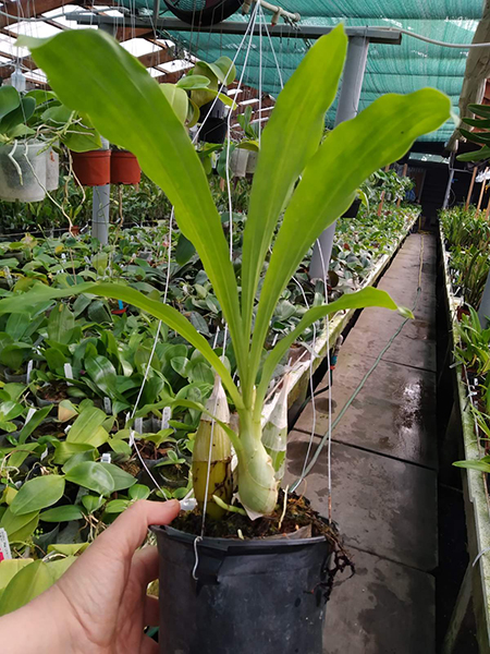 Catasetum Frilly Doris 'SVO II' x Catasetum saccatum 'Brooklyn Botanical Garden'.jpg