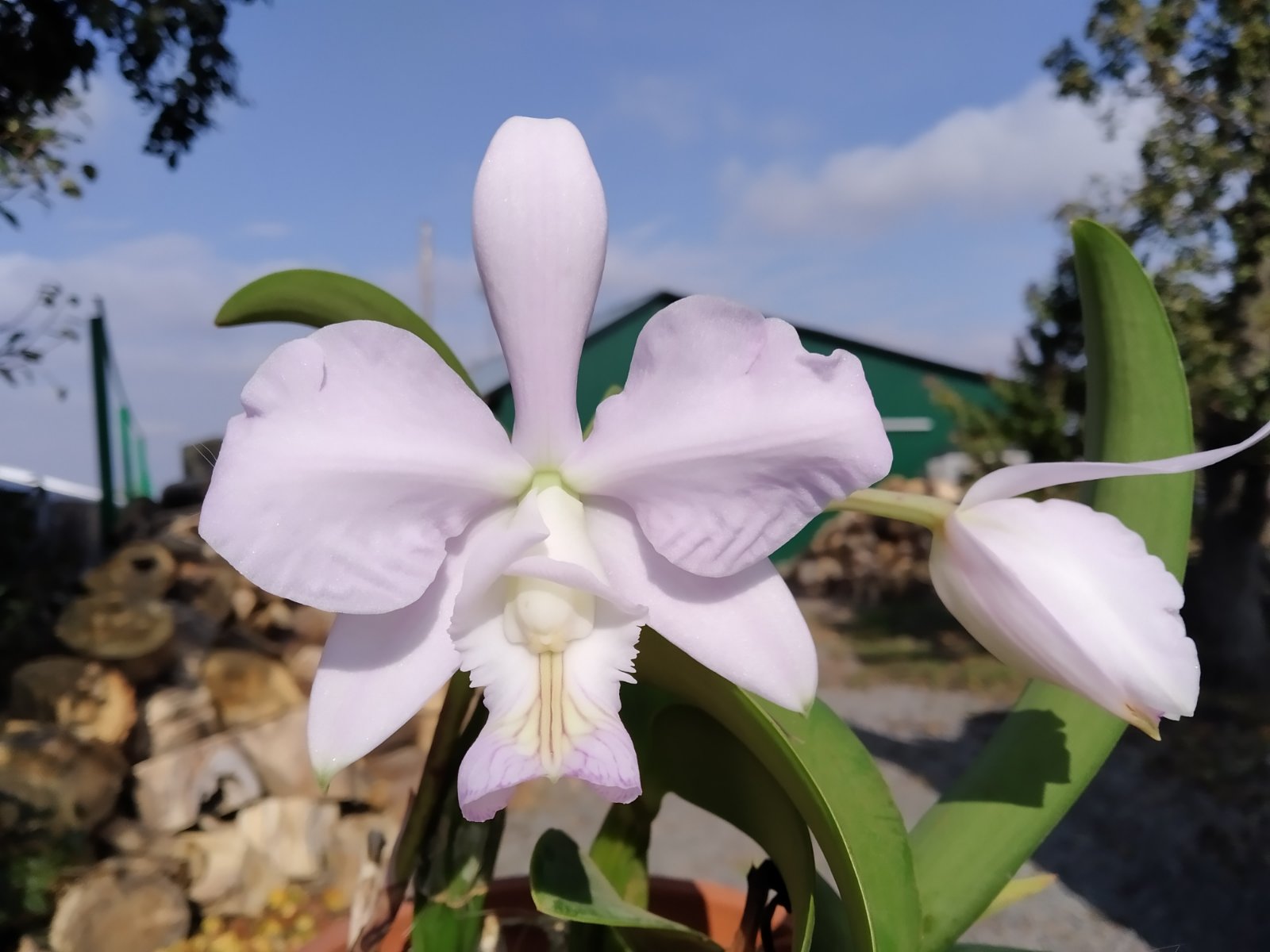 Cattleya nobilior amalie 'Lhar' x self.jpg