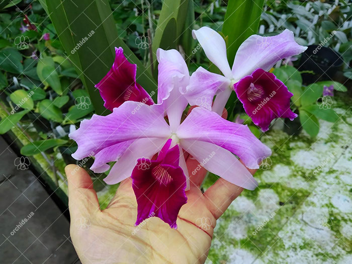 Laelia purpurata tipo x sanguinea.jpg