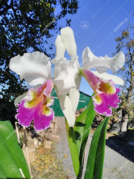 Cattleya (labiata x dowiana aurea).jpg