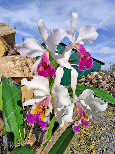 Cattleya (labiata x dowiana aurea).jpg