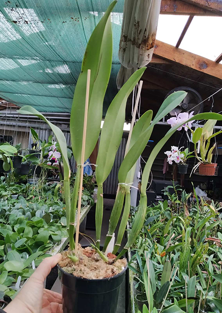 Cattleya quadricolor 'Girardota' x self.jpg