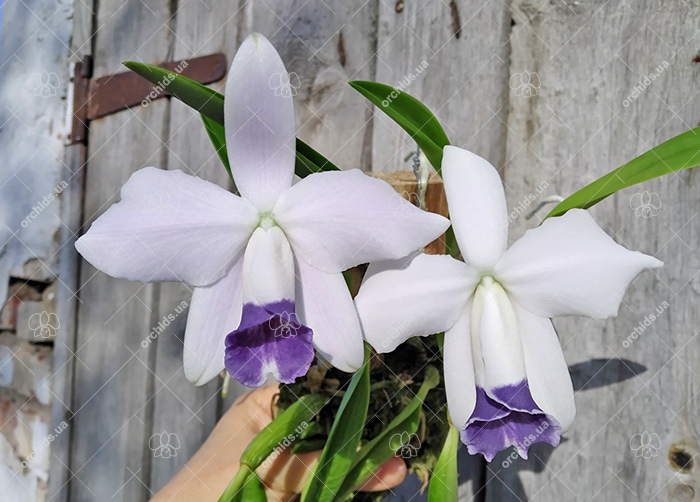 Laelia pumila coerulea 'D Rosinha' x coerulea 'Paraopeba'.jpg