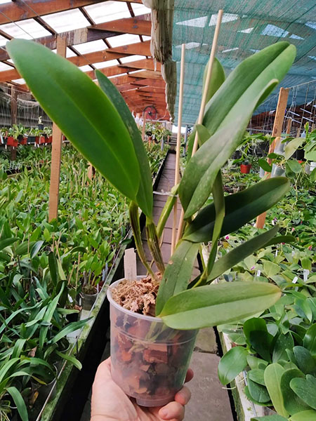 Cattleya gaskeliana coerulea x schilleriana coerulea.jpg