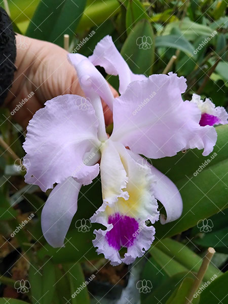 Cattleya gaskelliana (suave x semi-alba).jpg