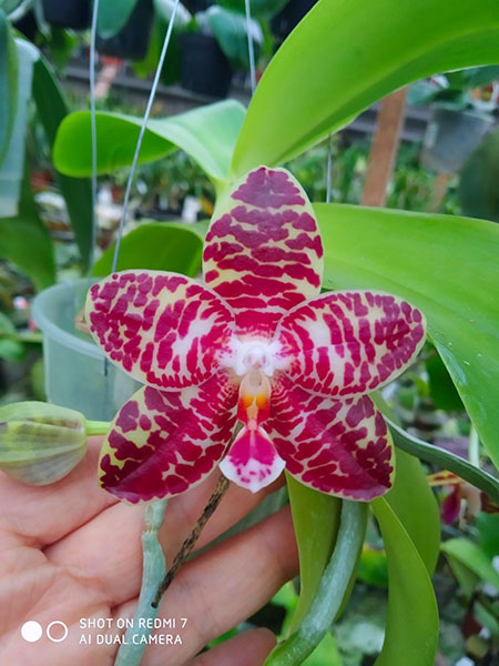 Phalaenopsis Zheng Min Yew x Giant Passion 'OK#2'.jpg