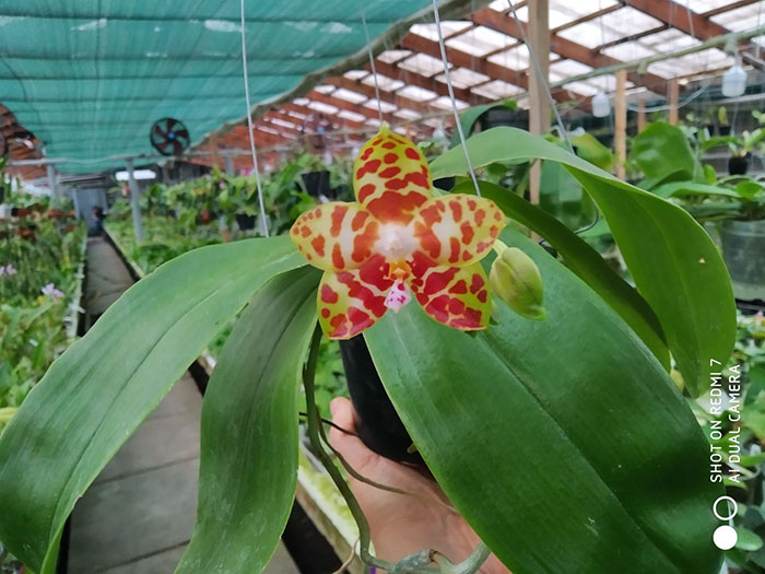 Phalaenopsis Giant Passion x Zheng Min 'Hazel'.jpg