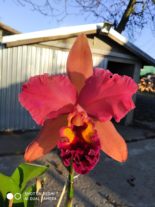 Rhyncholaeliocattleya Rungnapha Fancy x Haw Yuan Beauty (Lady gaga).jpg