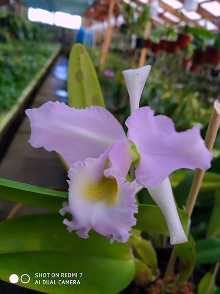 Cattleya gaskelliana concolor ('Ana' x 'Bela Vista').jpg