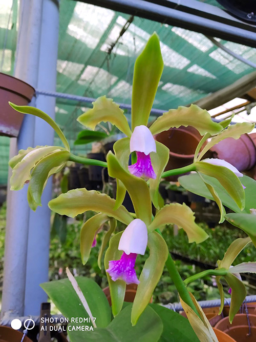 Cattleya guttata verde sem pintas 'AWZ' x guttata amarela sem pintas 'Onca Parda'.jpg