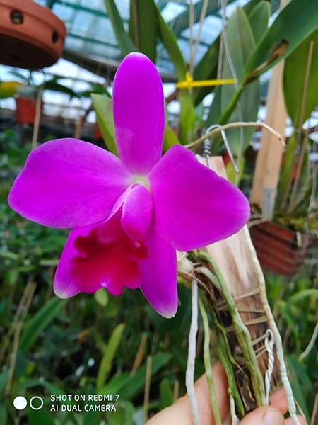 Laelia pumila rubra 'Charme da Morada' x self.jpg