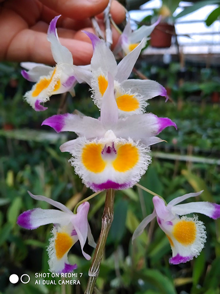 Dendrobium devonianum.jpg