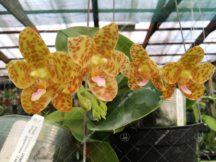 Phalaenopsis Lyndon Waltz x gigantea alba 'Tai Wei'.jpg