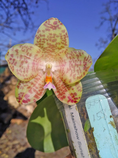 Phalaenopsis Mainshow Sunshine (Lyndon Ever Emerald x gigantea alba).jpg