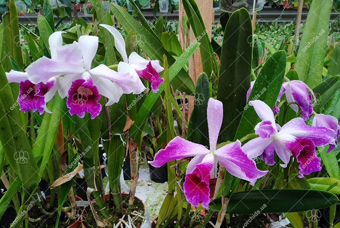 Laelia purpurata tipo x sanguinea.jpg