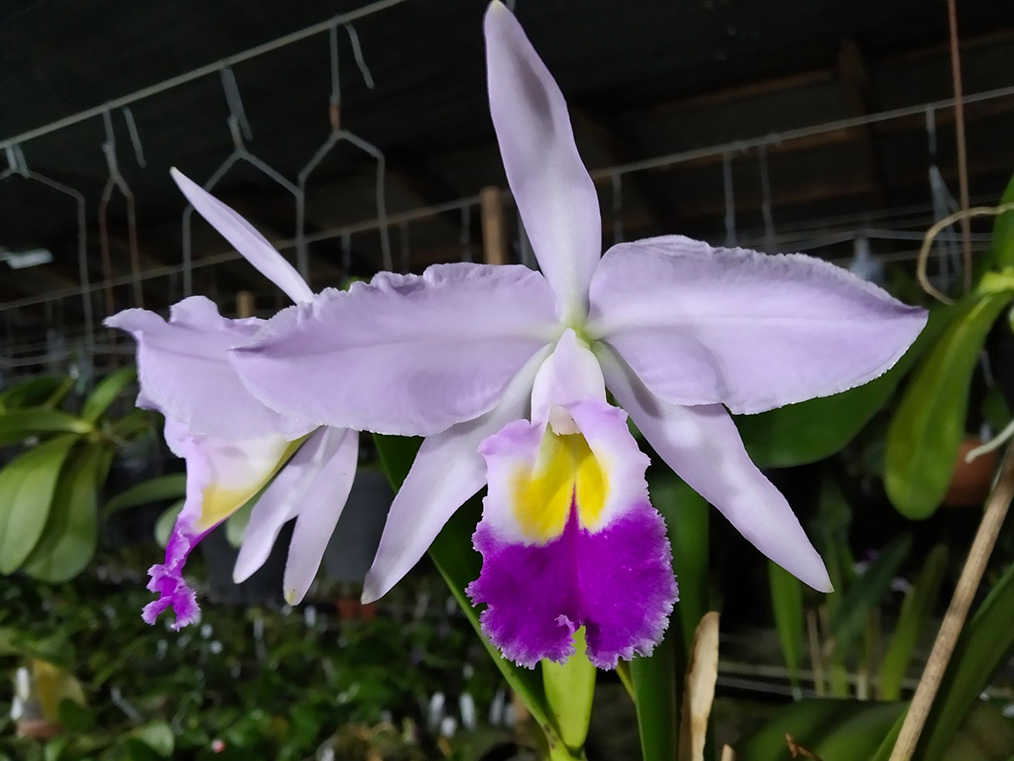 Cattleya eldorado.jpg