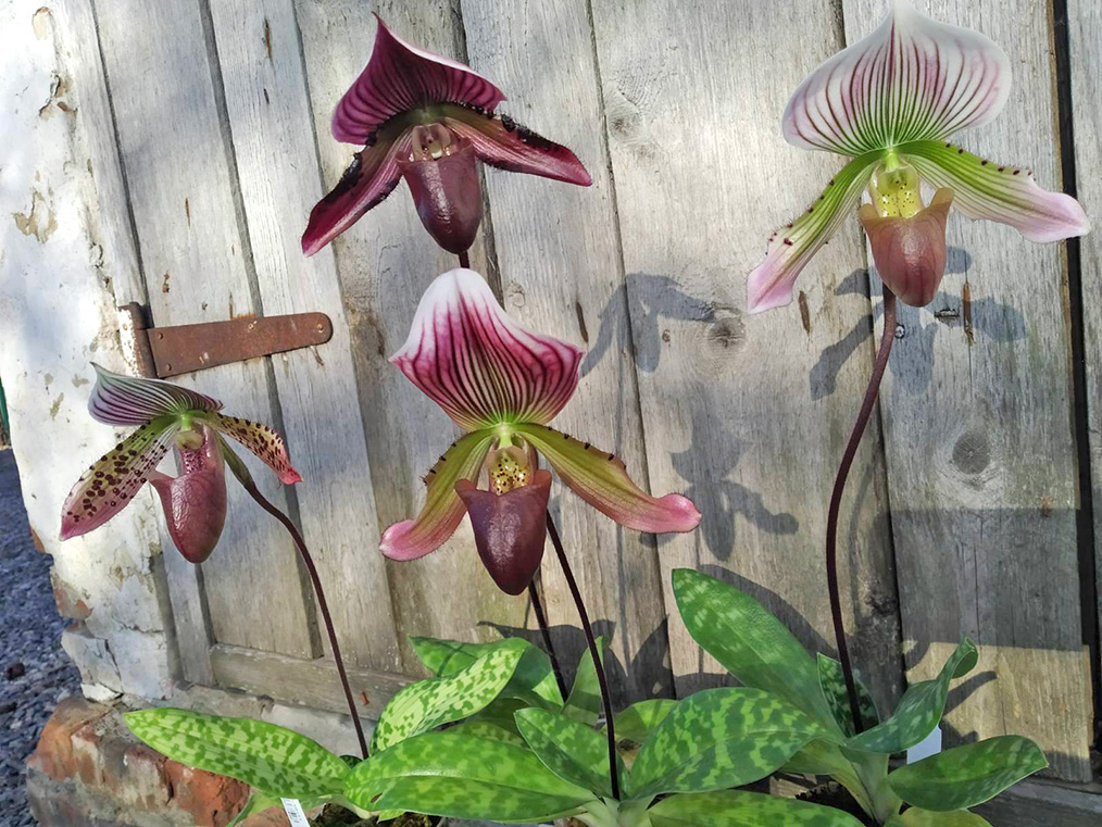 Paphiopedilum Maudiae vinicolor 'In-Charm' x self.jpg