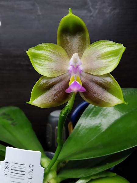 Phalaenopsis Mituo Princess 'Black Beauty' x Mituo Golden Tiger 'Green Tiger'.jpg