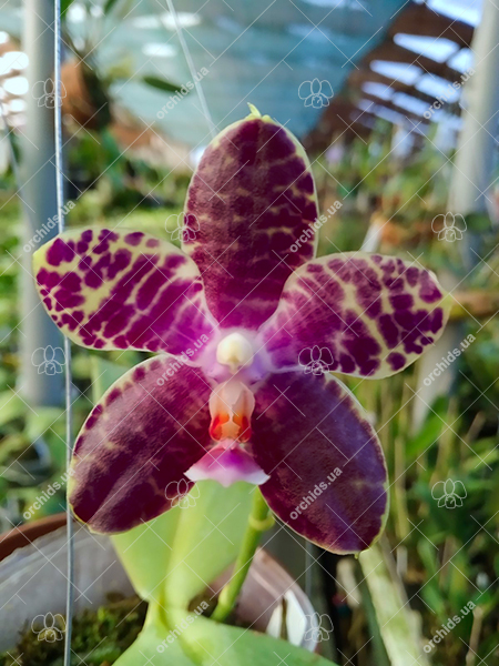 Phalaenopsis gigantea x Mituo King Bellina.jpg