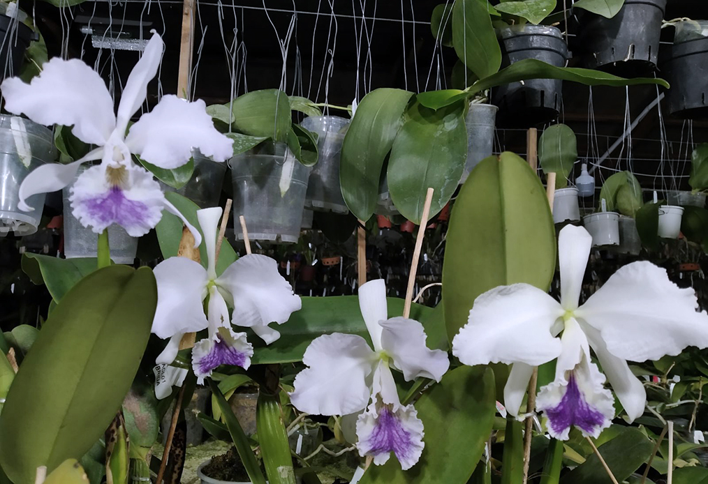 Cattleya labiata coerulea x self.jpg