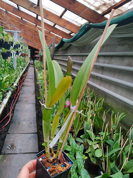 Laelia tenebrosa (selecta x escura).jpg