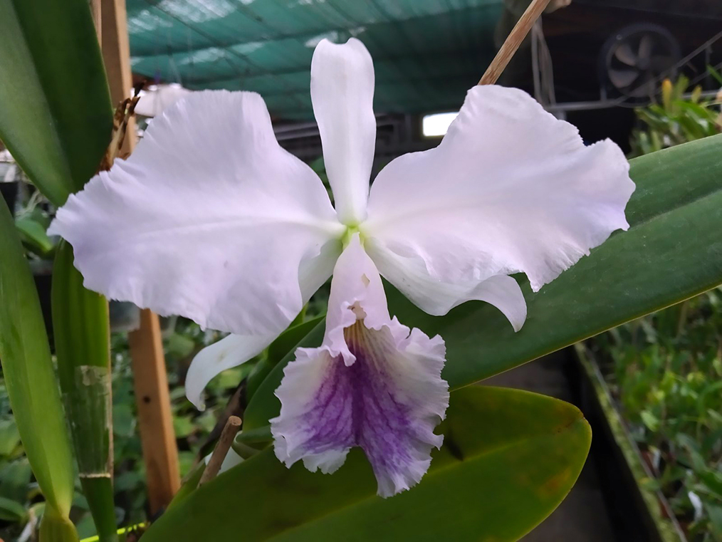 Cattleya labiata coerulea x self.jpg