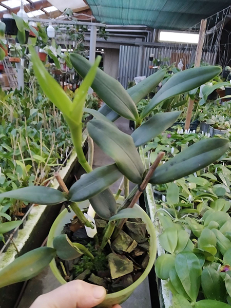 Cattleya loddigesii caerulescens 'Botucatu' x SELF.jpg