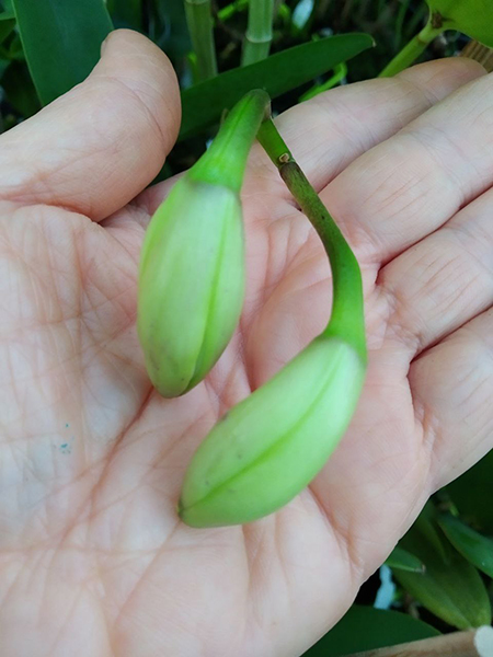 Cattleya harrisoniana var trilabelo.jpg