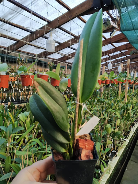 Cattleya jenmanii semi-alba pincelada 'Mantelini' x self.jpg