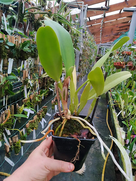 Cattleya trianae 'Da Vitoria' x Cattleya trianae concolor 'Rinaldi'.jpg