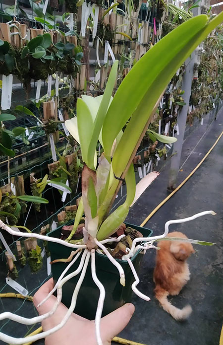 Cattleya trianae tipo 'Fine Variety' (98-8) x Cattleya trianae 'India' (10-8).jpg