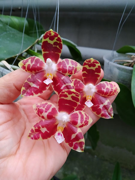 Phalaenopsis Zheng Min Yew x Giant Passion 'OK#2'.jpg