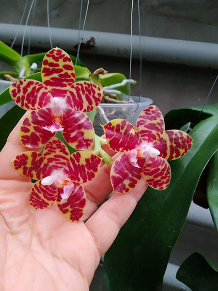 Phalaenopsis Zheng Min Yew x Giant Passion 'OK#2'.jpg