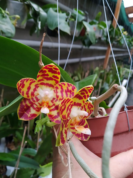 Phalaenopsis Zheng Min Yew x Giant Passion 'OK#2'.jpg