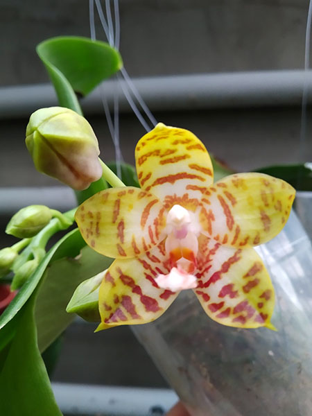 Phalaenopsis Zheng Min Yew x Giant Passion 'OK#2'.jpg