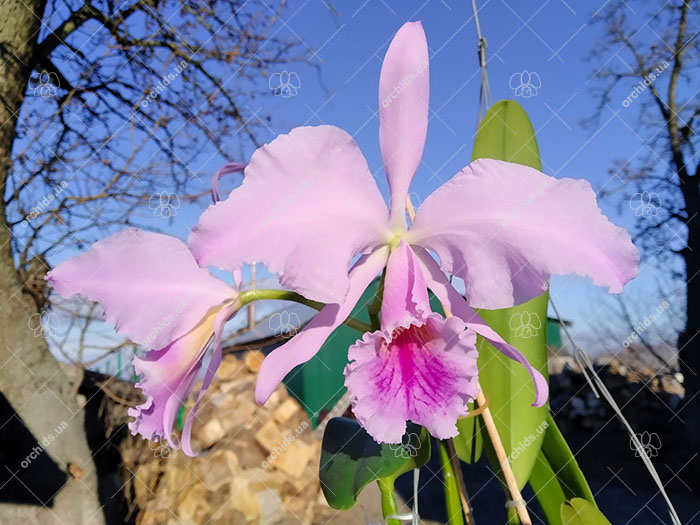 Cattleya jenmanii 'Boliva' x Cattleya jenmanii rubra 'Serra Negra'.jpg