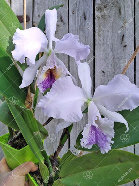 Cattleya labiata coerulea x self.jpg