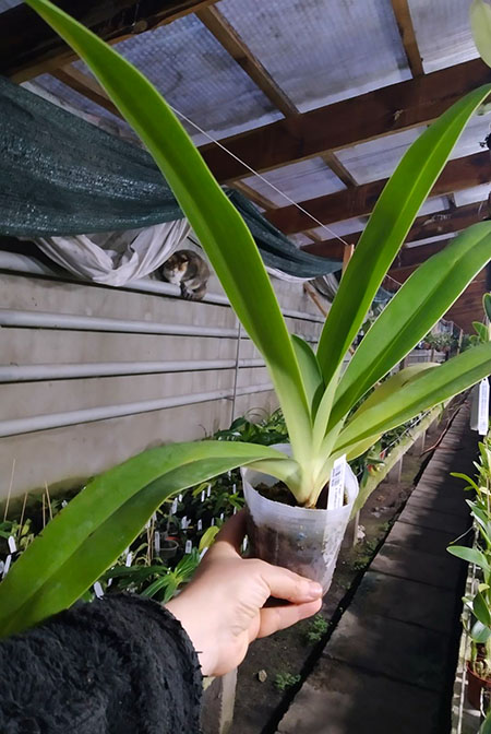 Paphiopedilum Hsinying Anita 'Shih Yueh' x rothschildianum (Ds 6 NS 29).jpg