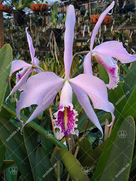 Cattleya maxima tipo select x sib.jpg