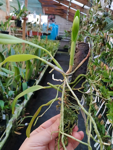 Laelia praestans ('Lena' x 'Edelweiss').jpg